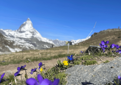 Matterhorn and Wildflowers near Zermatt, Switzerland
